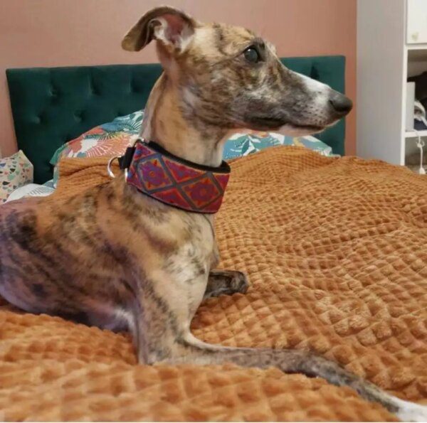 Collier Martingale Large 5,5 cm pour Lévrier Italien & Whippet – Douceur