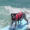 Gilet de sauvetage imprimé pour chien – Sécurité aquatique