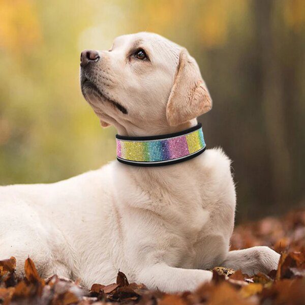 Collier Large en Cuir Suédé Bling pour Chiens Moyens & Grands – Confort