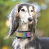 Collier Large en Cuir Suédé Bling pour Chiens Moyens & Grands – Confort