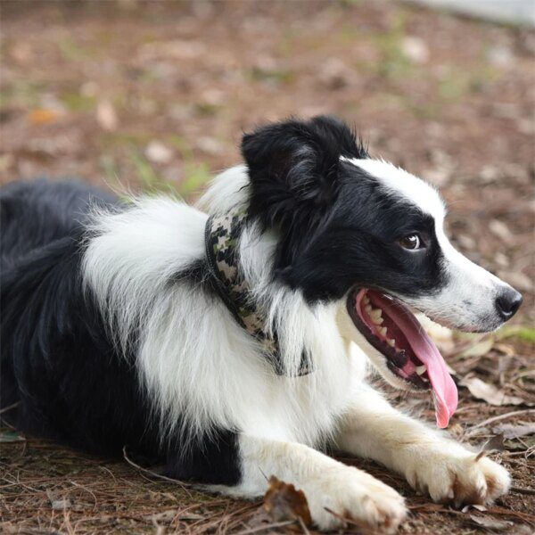 Collier Réfléchissant Haute Visibilité pour Chiens Moyens & Grands – Sécurité