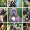 Collier de Bain en Métal Doré pour Chien – Résistance Absolue