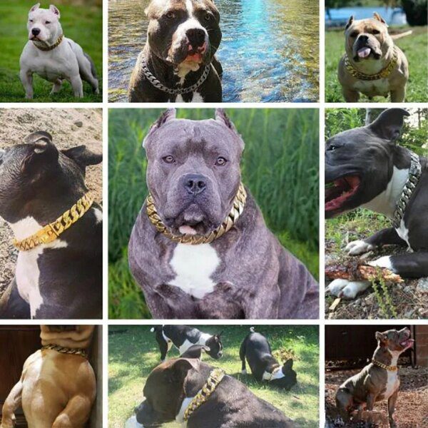 Collier de Bain en Métal Doré pour Chien – Résistance Absolue