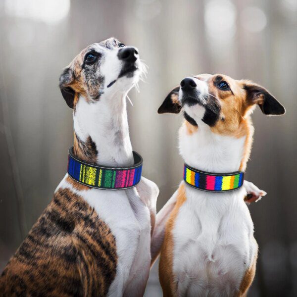 Collier Ultra-Confort pour Grands Chiens – Robustesse Maîtrisée,  Pitbull rembourré doux