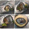 Tunnel du Chat Pliable 3 / 4 / 5 Voies – Jeu Interactif