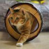 Tunnel du Chat Pliable 3 / 4 / 5 Voies – Jeu Interactif