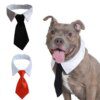 Nœud de Smoking Officiel pour Animal de Compagnie – Collier Noir