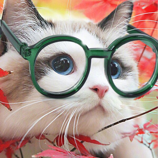 Lunettes Mignonnes en Plastique Transparent pour Animaux