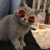 Lunettes de Soleil pour Animaux – Forme Cœur & Ronde