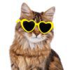Lunettes de Soleil pour Animaux – Forme Cœur