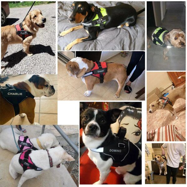 22232-72e7ea.jpg Dogysafe personnalisé harnais chien - accessoire de promenade
