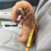 Ceinture de sécurité pour chien en voiture – Stabilité, sérénité