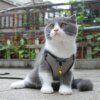 24453-95fe06.jpg Harnais Chat Gilet d’Été Mignon
