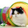 Tube Tunnel Pliable Multi-Trous pour Chat – 2, 3 ou 4 voies