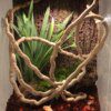 Plantes de la Jungle, Terrarium artificiel