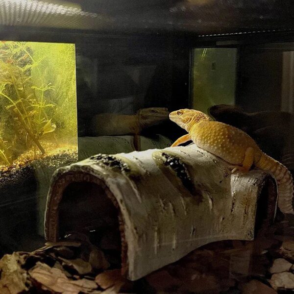 Cachette Reptile 🐟