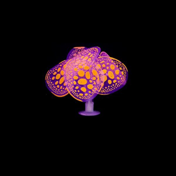 decoration aquarium en Silicone 🐟