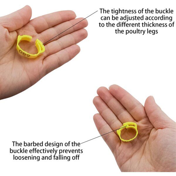 29234-1cb070.jpg bague pour poule 6 Couleurs