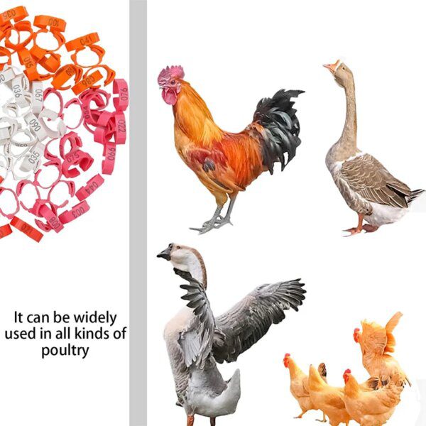 29234-27f269.jpg bague pour poule 6 Couleurs