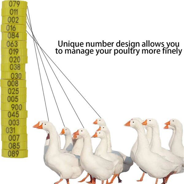 29234-a66aa9.jpg bague pour poule 6 Couleurs