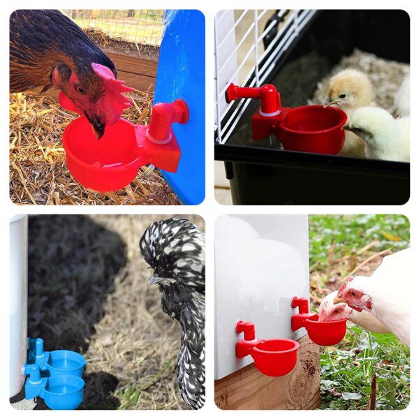 abreuvoir volaille Automatique