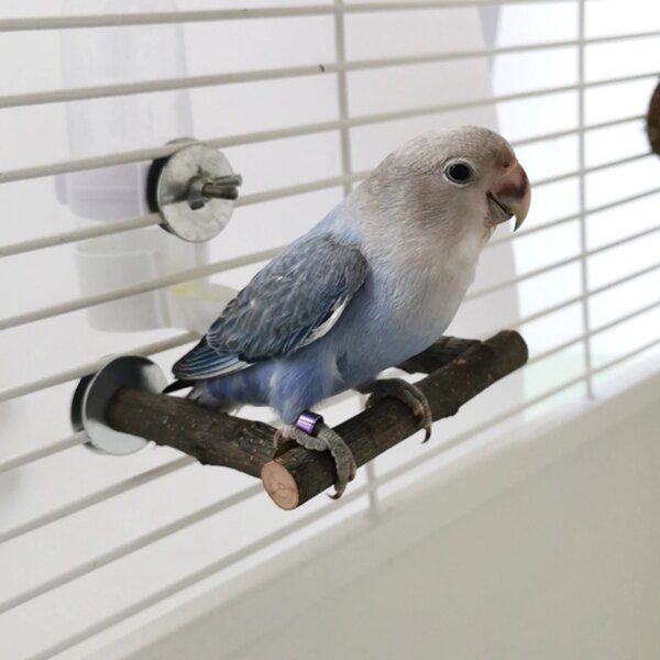 Perchoir Écologique en Bois Naturel – Support d’Escalade Stable