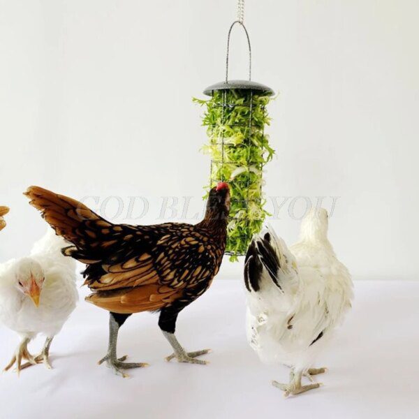 distributeur de nourriture pour volaille, légumes 🐔