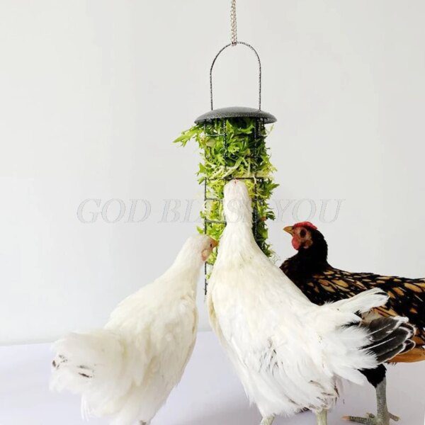 distributeur de nourriture pour volaille, légumes 🐔