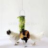 distributeur de nourriture pour volaille, légumes 🐔