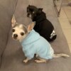Sweat d’hiver pour chien 🐾 chaleur enveloppante