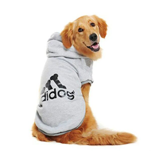 Sweat d’hiver pour chien 🐾 chaleur enveloppante