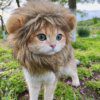 53700-195dc5.jpg Déguisement lion pour chat & petit chien – Perruque cosplay