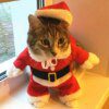 Déguisement de Noël amusant pour chat & chien – Vêtements d’hiver