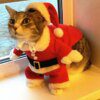 Déguisement de Noël amusant pour chat & chien – Vêtements d’hiver