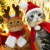 vetement-pour-chat