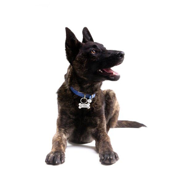 Plaque d'identification personnalisée pour chien et chat