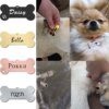 collier chien nom gravé