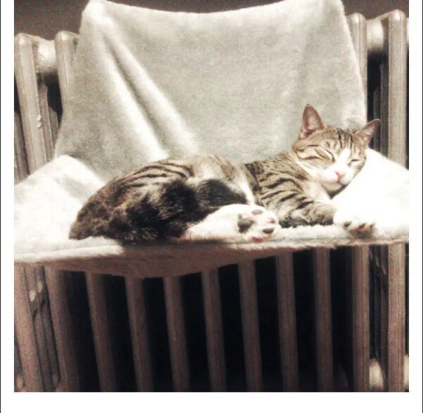 Hamac Radiateur pour Chat – Lit Suspendu Amovible avec Coussin