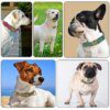 Collier d’Identification Personnalisé pour Chien – Élégance Quotidienne, Sécurité