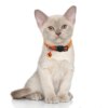 Collier chat