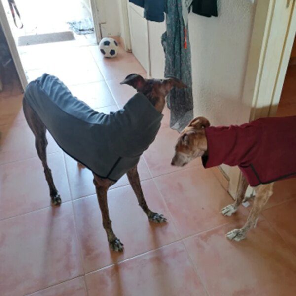 Manteau à col haut pour grands chiens 🧥 protection hivernale renforcée