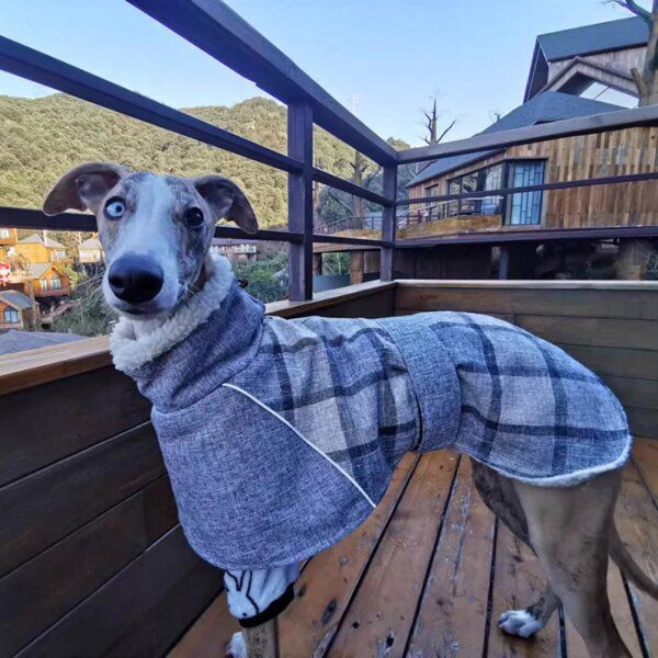 Manteau polaire chaud pour chien 🧥 chaleur enveloppante