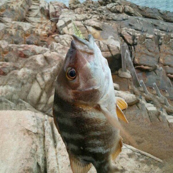 appat peche artificiel pour la peche Crevettes lumineuses