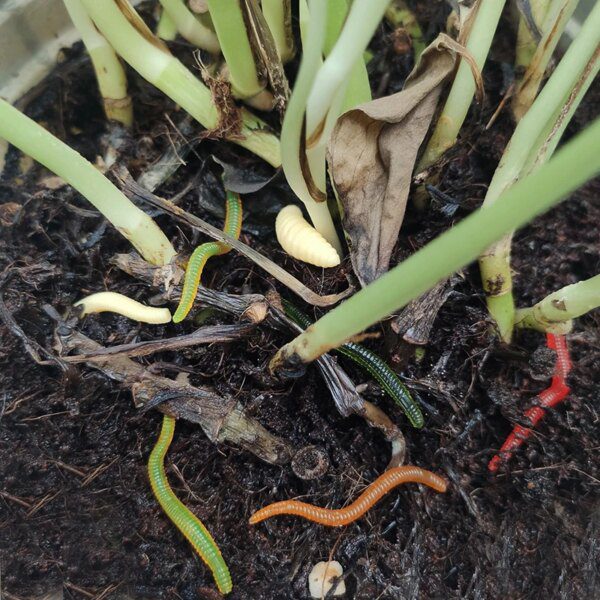 65393-e4fb2a.jpg appat artificiel pour la peche en Silicone pour la pêche en hiver