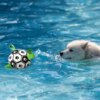 Balle Puzzle IQ type Football pour Chien – Mastication Intelligente