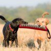 68202-bbd7d6.jpg Jouet d’Entraînement Durable pour Chien – Bâton de Morsure