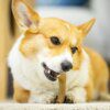 Os à Mâcher en Bois de Cerf pour Chien – Mastication