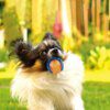 Balle à Mâcher en Caoutchouc Naturel pour Chien & Chiot – Stimulation