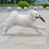 os a macher chien à mâcher en forme de saucisse pour chien, 1/3 pièces, interactif, amusant