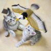 Jouet interactif oiseau volant suspendu pour chat